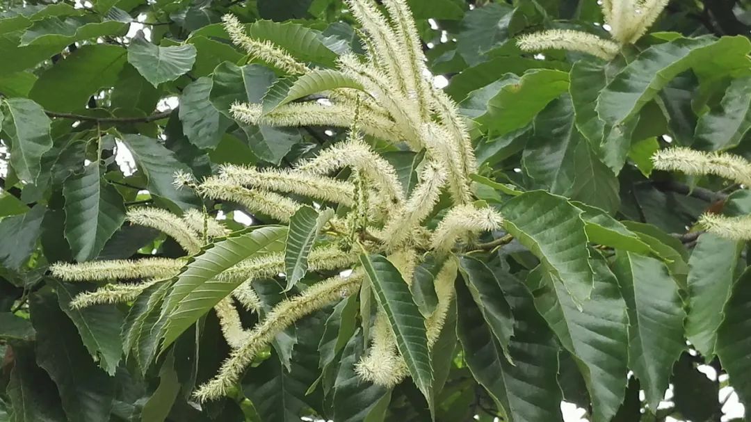 现存古树40余棵 树龄均在五百年以上 棵棵栗树盘根错节 形态各异 虽历