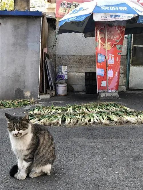 在东北，即使你开咖啡店，还是要跟着晒大白菜