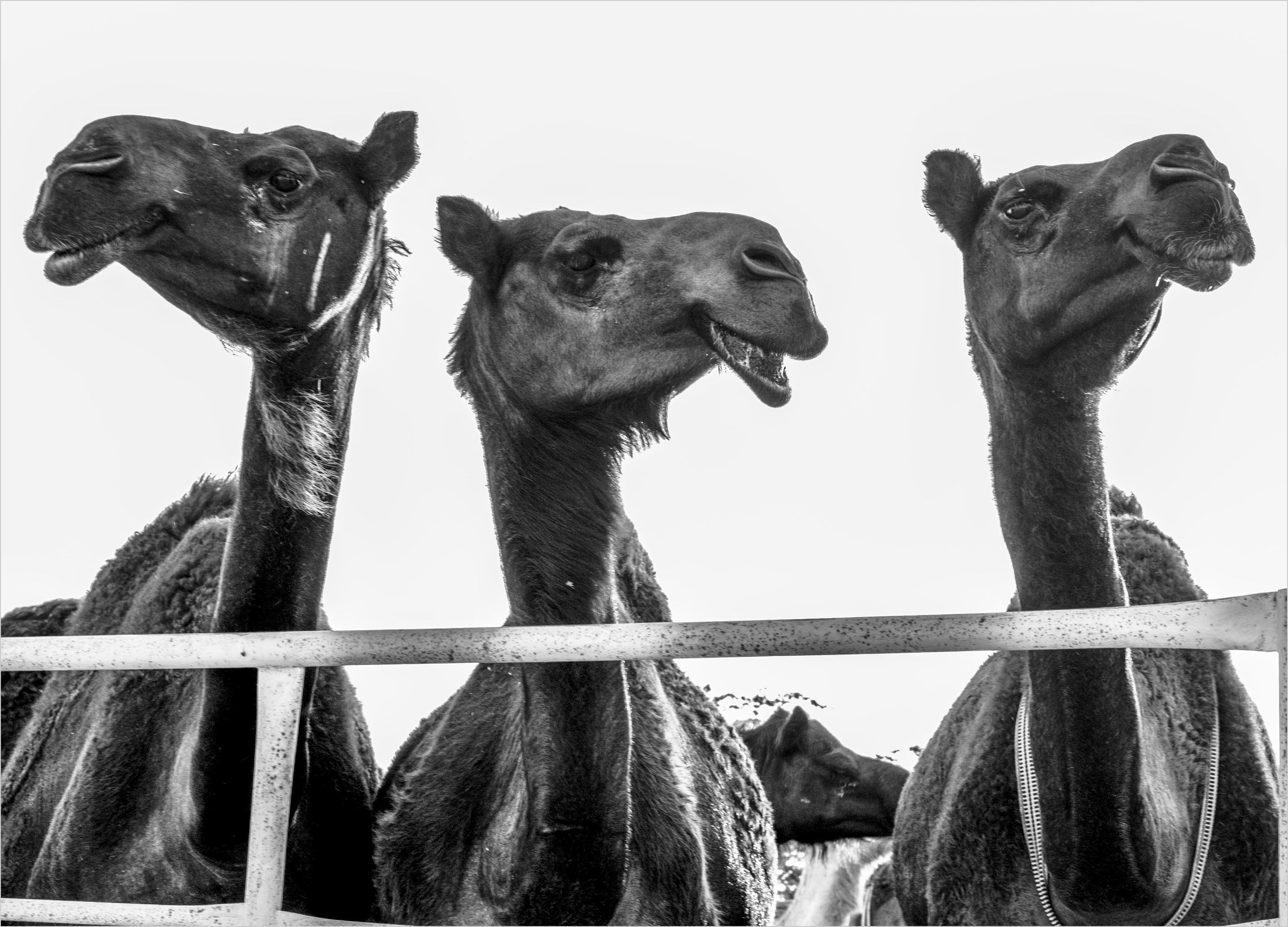 伊斯兰教如何应对瘟疫？| 地球知识局