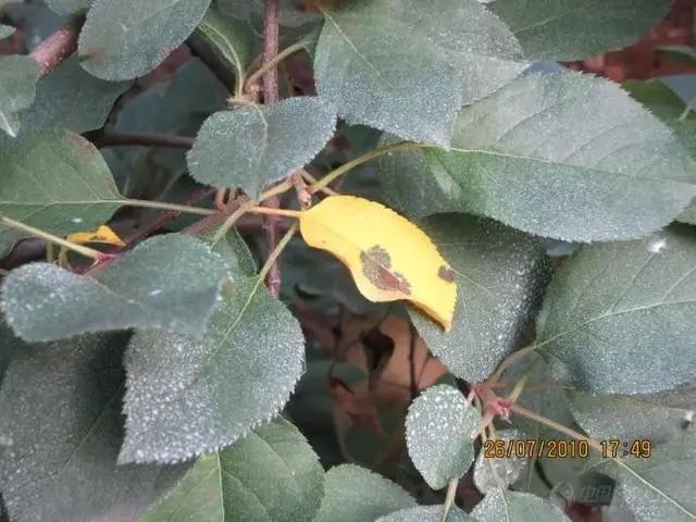 苹果斑点落叶病的病菌以菌丝体在病叶,落叶,病枝等病残生或芽鳞中越冬