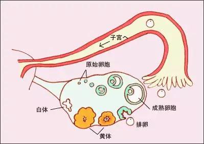 女性每个月在排卵后,残留的卵泡壁塌陷,卵泡膜的结缔组织,毛细血管等