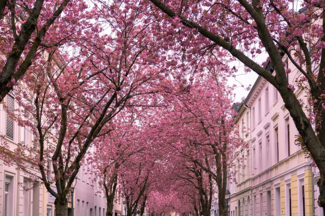 CNN评出世界最美街道,名列榜首的就在大中国