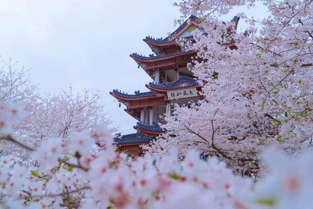 武汉樱花开了:悲伤是短暂的,美好总会如期而至