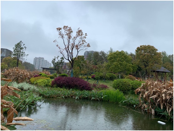 防止暴雨积水,这招特别管用!雨水花园你听过吗