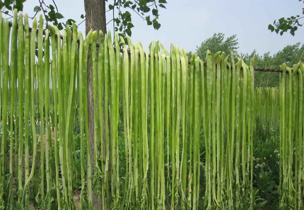 贡菜又名苔干,响菜,山蜇,苔菜.