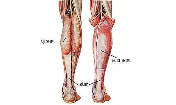 先来认识下小腿部肌肉的构成 :小腿最主要的肌肉,是 腓肠肌和比目鱼肌