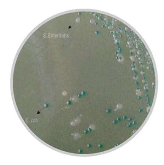 大肠杆菌显色培养基hicrome e. coli hivegtmagar