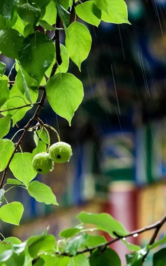 最美的雨,飘落在唐诗宋词的春天里