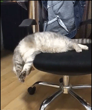 猫,真的是液体!
