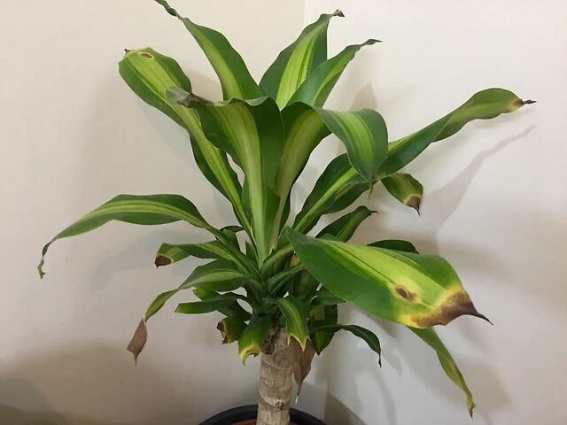 家里养的观叶植物叶片容易腐烂,发黑,还不断黄叶枯萎