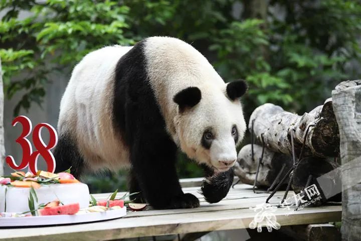 重庆动物园大熊猫"新星"迎38岁生日,有望打破最长寿记录