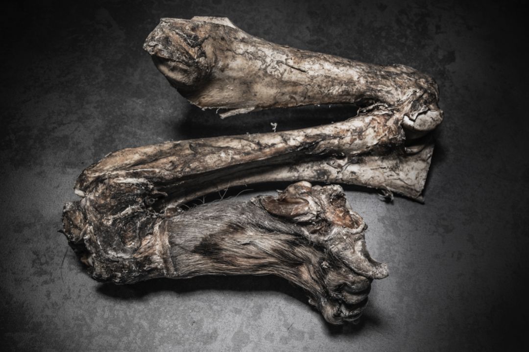 那些因人类的迷信娱乐贪婪，给野生动物带来的苦难