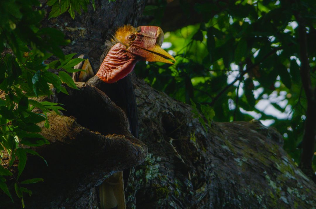 那些因人类的迷信娱乐贪婪，给野生动物带来的苦难