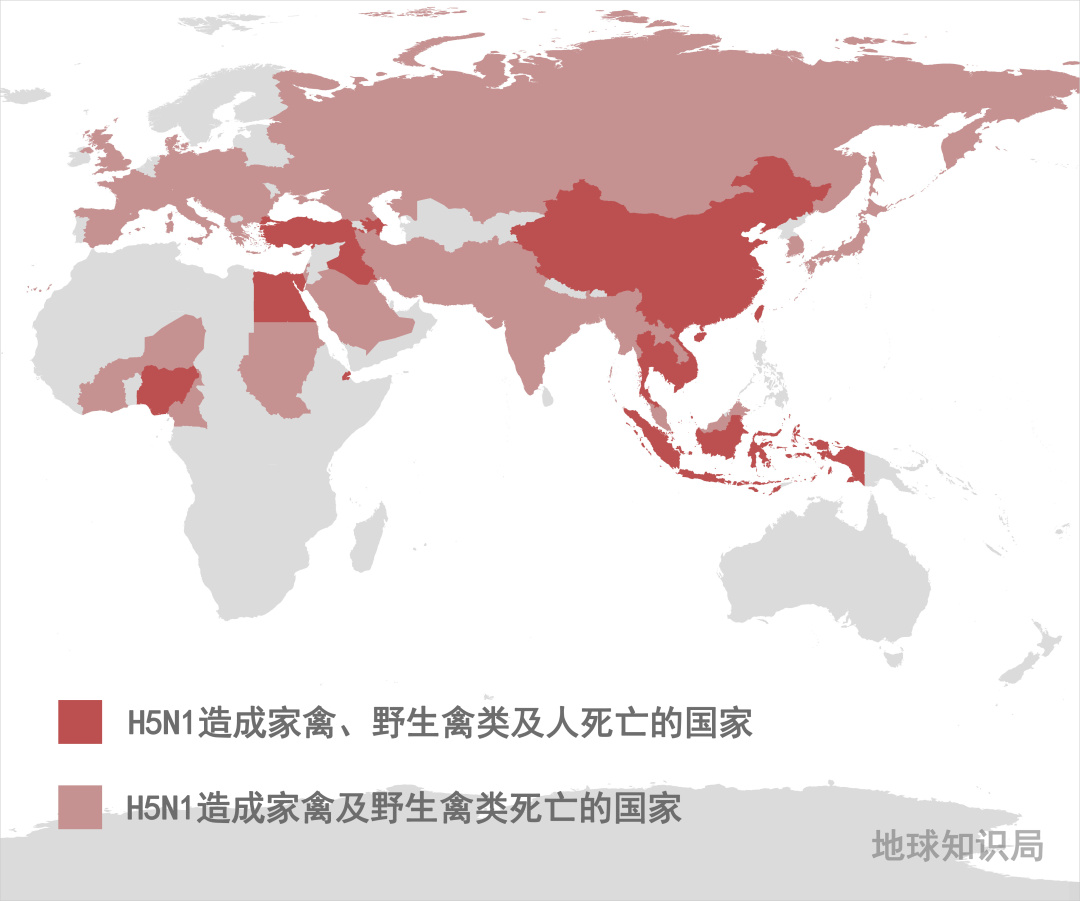 禽流感又来了？| 地球知识局