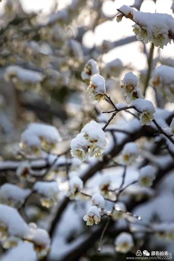 雪梅迎春开