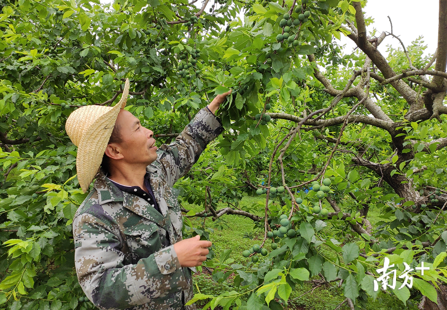 在韶关南雄市邓坊镇,万亩李果园里的李果树已经挂果,个个硕大饱满