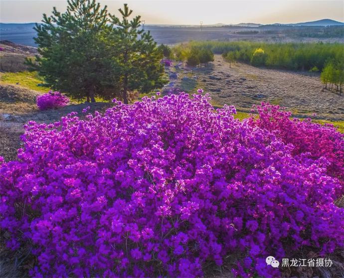 五月的鲜花，开遍龙江大地