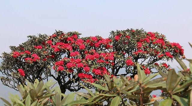 美!美!央视纪录片《花开中国》聚焦云南大树杜鹃