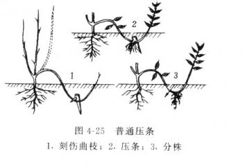 压条时间在温暖地区一年四季均可进行,北方则多在春季进行.