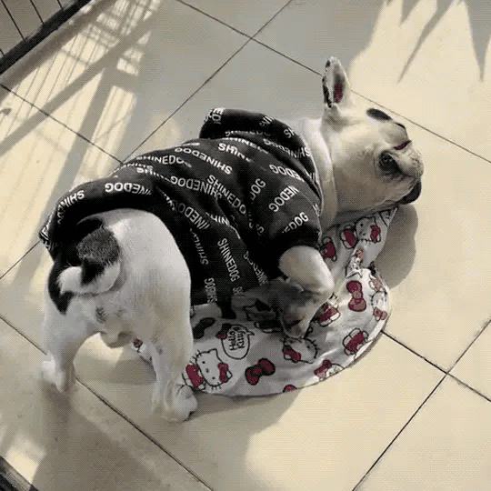 昨晚这孩子到底经历了什么 除了睡的死,狗子们的睡姿那也是一门