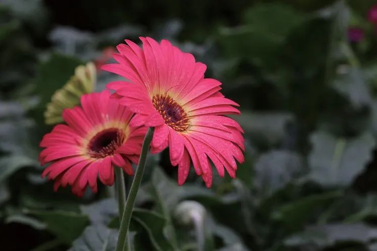 春天这样拍花照片绝对好看