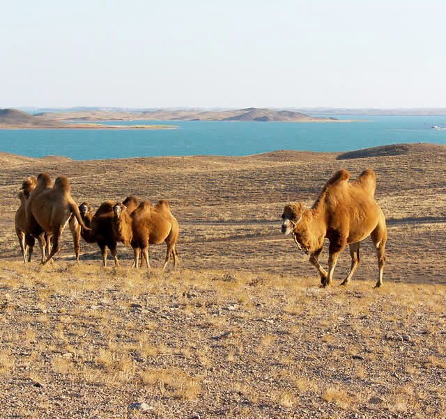 巴尔喀什湖，会消失吗？| 地球知识局