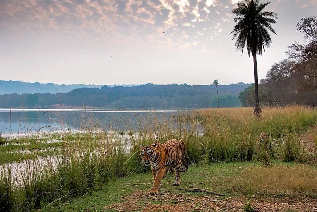 印度夫妻买下140000㎡荒地，倾家荡产就为了活命
