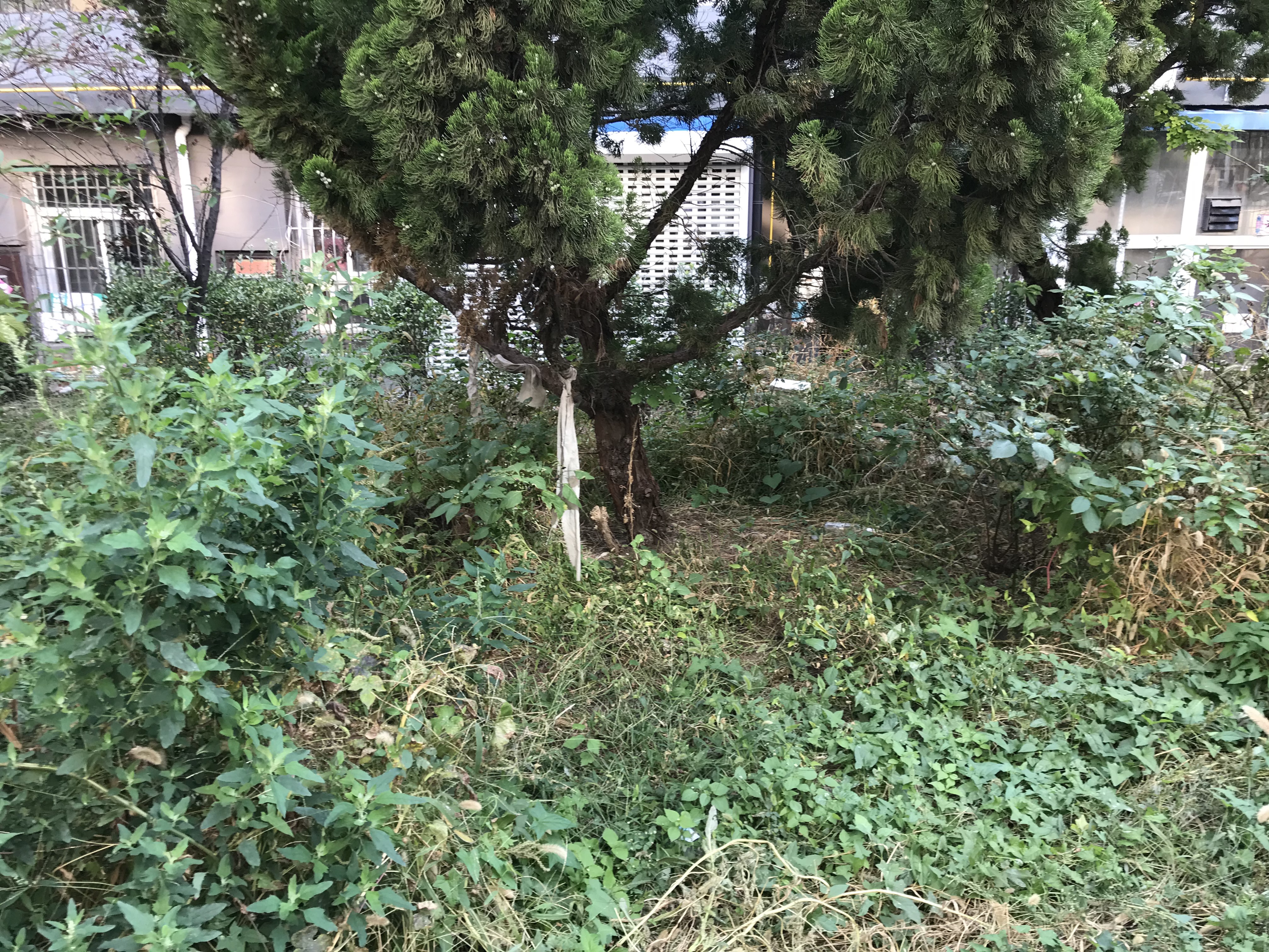 当一个孩童杀死另一个孩童:大连女童被害案罪与罚