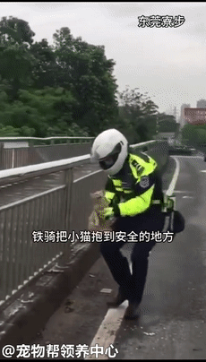 橘猫受惊趴在马路上不敢动弹交警蜀黍摸摸头不怕