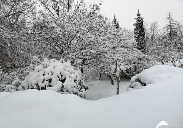 高清组图丨居家赏景!山东鼠年第二场雪如期而至