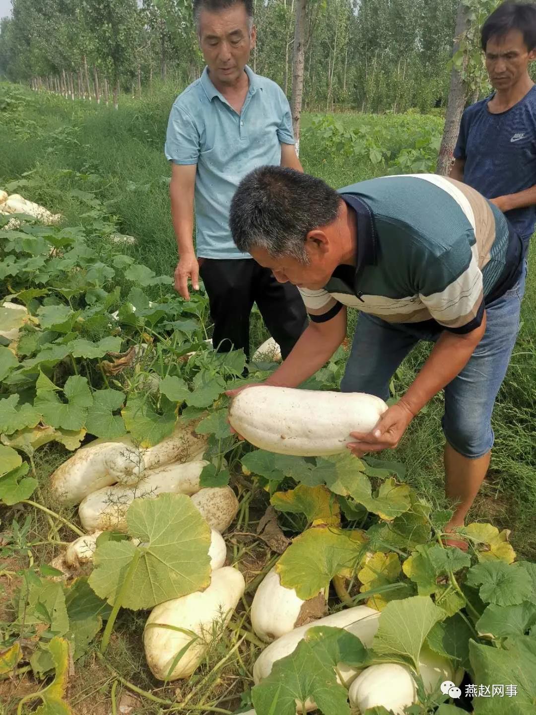 此外,瓜农们对大白南瓜种子是否合格提出质疑,薛连柱气愤地说:"种子是