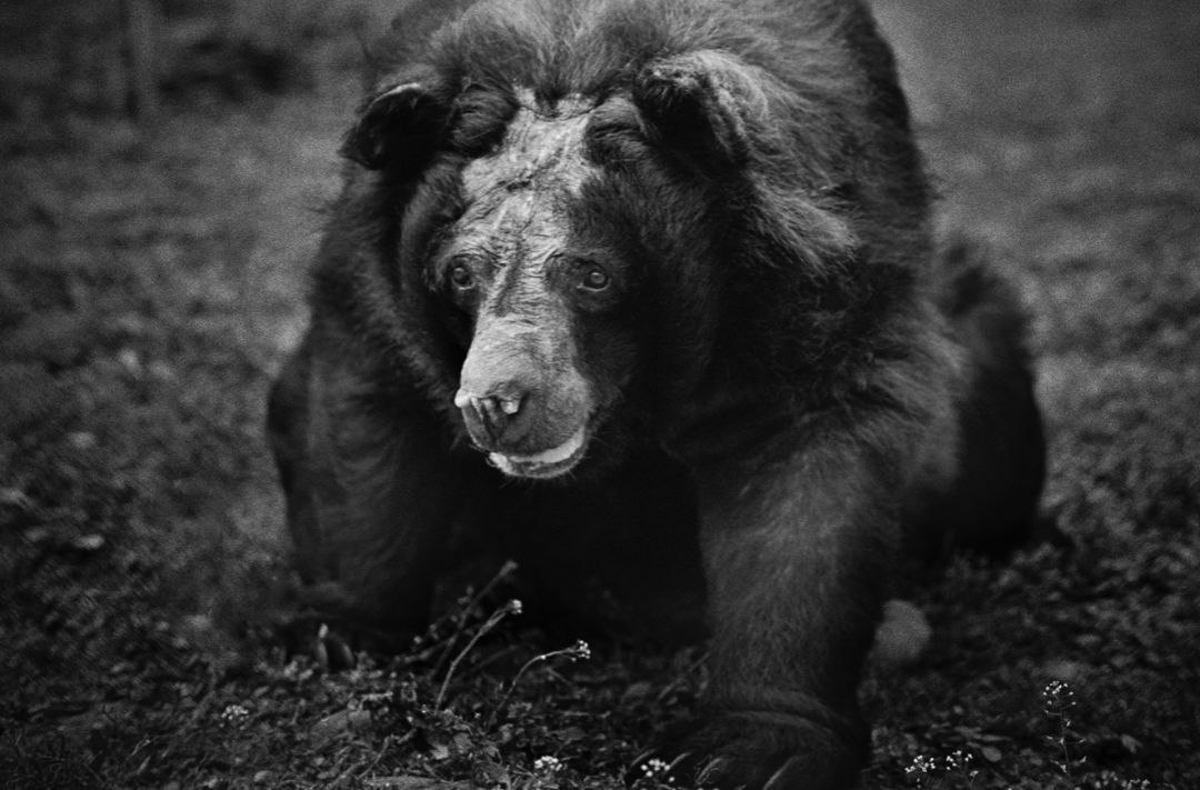 那些因人类的迷信娱乐贪婪，给野生动物带来的苦难