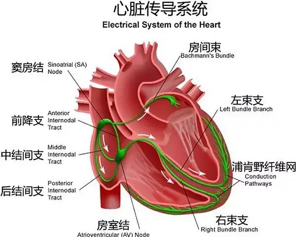 "运动员心脏,究竟是祝福还是诅咒(二)