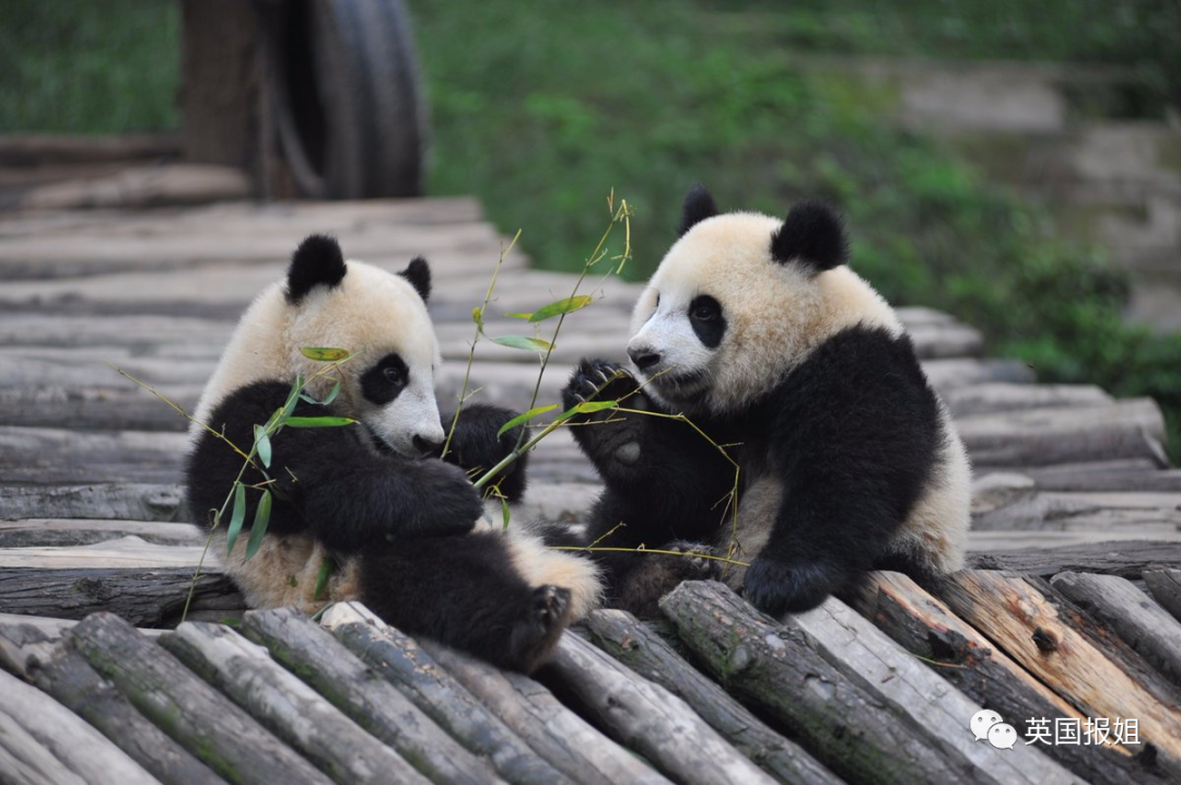 2只大熊猫把芬兰动物园吃到破产!芬兰哭着喊中国接回家