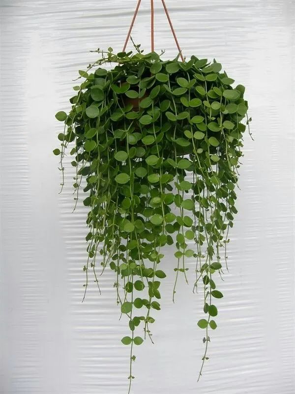 适合养成窗台吊盆的7种多肉植物,给散射光就能生长