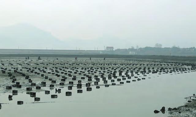 海水池塘规模化养殖梭子蟹日本对虾高效栽培关键技术