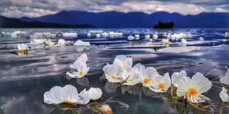 泸沽湖的"水性杨花"已绽放成海,美图即将刷爆朋友圈