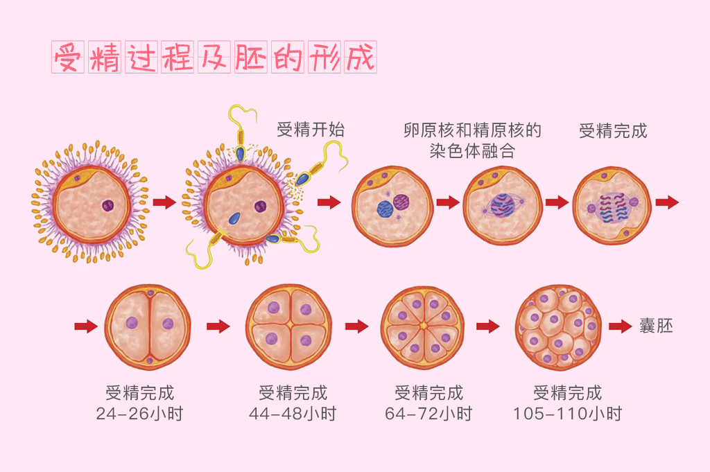 什么样的胚胎,才算优质胚胎?__凤凰网