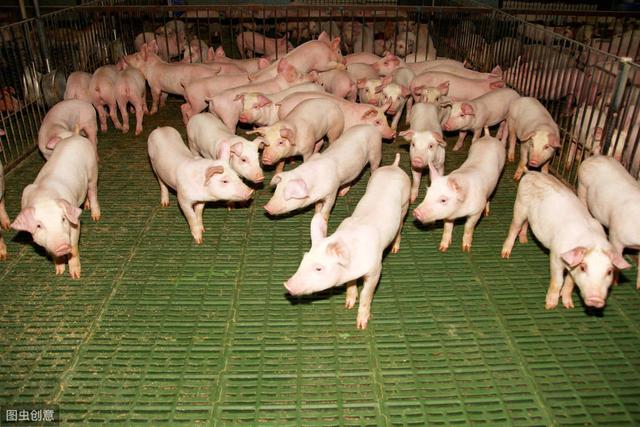 养殖场想要把母猪饲养好,这三种饲养方式少不了__凤凰网