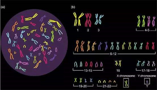 6,染色体正常的女性