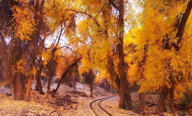 如果可以，一定要去新疆走一走，体会它的千种风情，万种风光（最新发布）