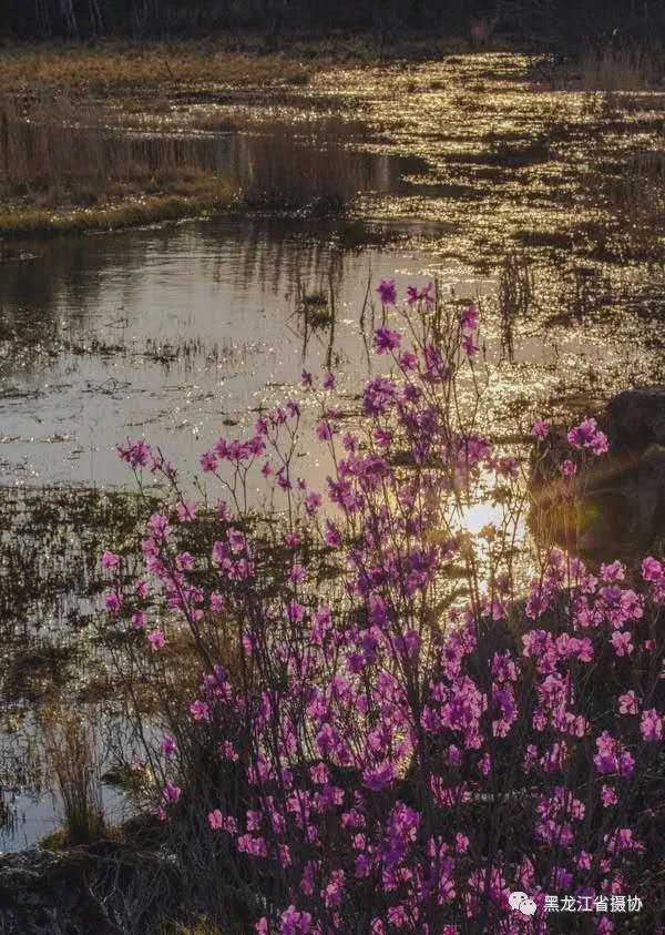 五月的鲜花，开遍龙江大地