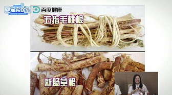 另外,五指毛桃的根茎部,切开后横截面是 同心圆,而断肠草则呈 放射状.