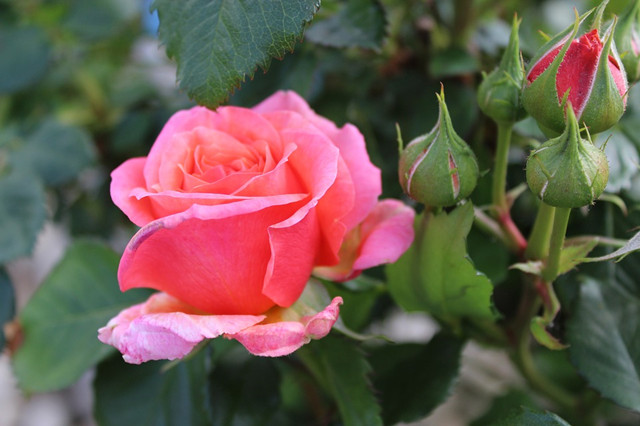 3月份扦插"会选花",这5种花最好活,当年就开花!