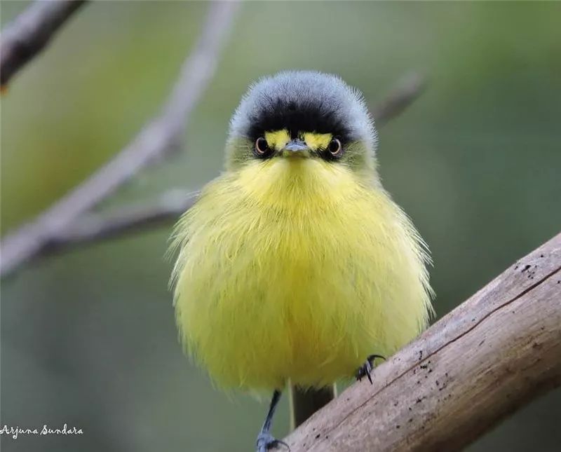 黄眉哑霸鹟(yellow-lored tody-flycatcher)