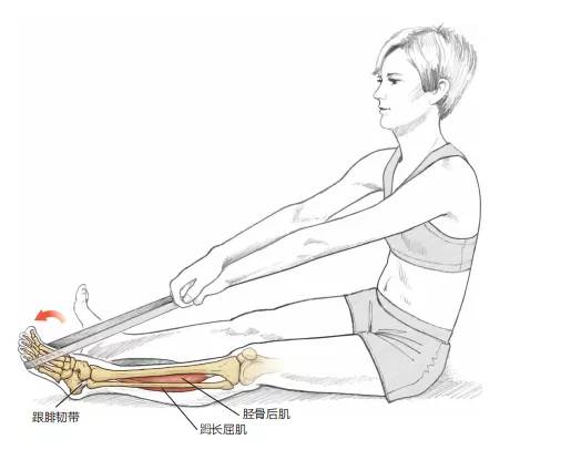 弹力带跖屈 参与的肌肉 主要肌群:胫骨后肌和长屈肌 参与的软组织