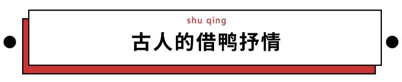 浙江10万只鸭子上热搜后，炸出一大批中国鸭迷