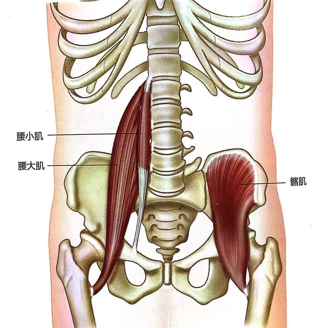 腰方肌