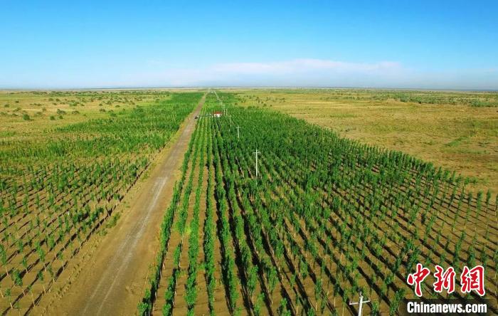新疆喀什地区麦盖提县实施的"百万亩防风固沙生态林工程"已使县域生态