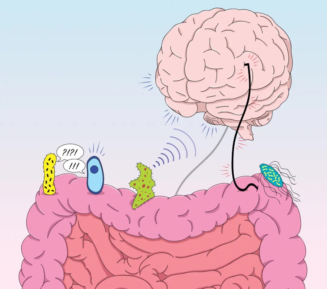 你的恐惧和肠道微生物有关